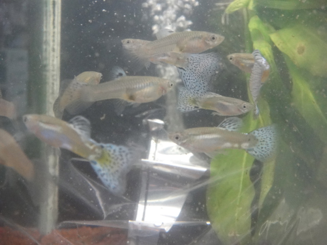 熱帯魚・金魚・水草_f0189122_1374589.jpg