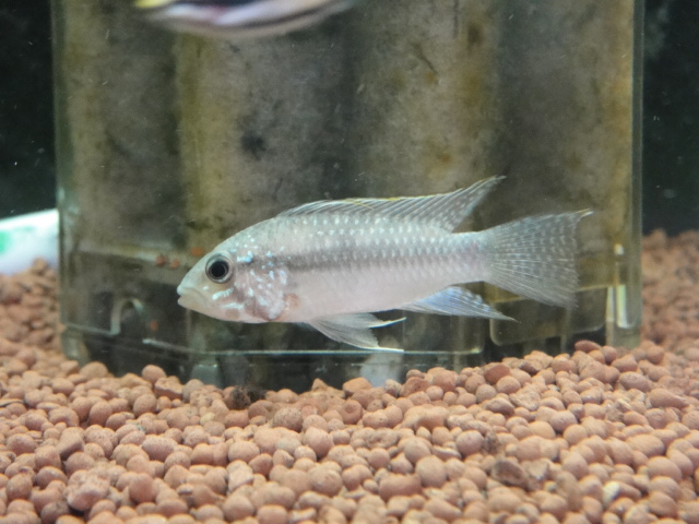 熱帯魚・金魚・水草_f0189122_17261874.jpg