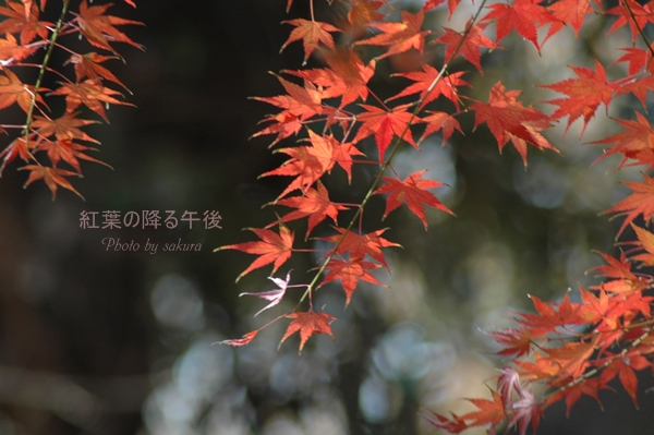 紅葉の降る午後_b0149624_13581042.jpg