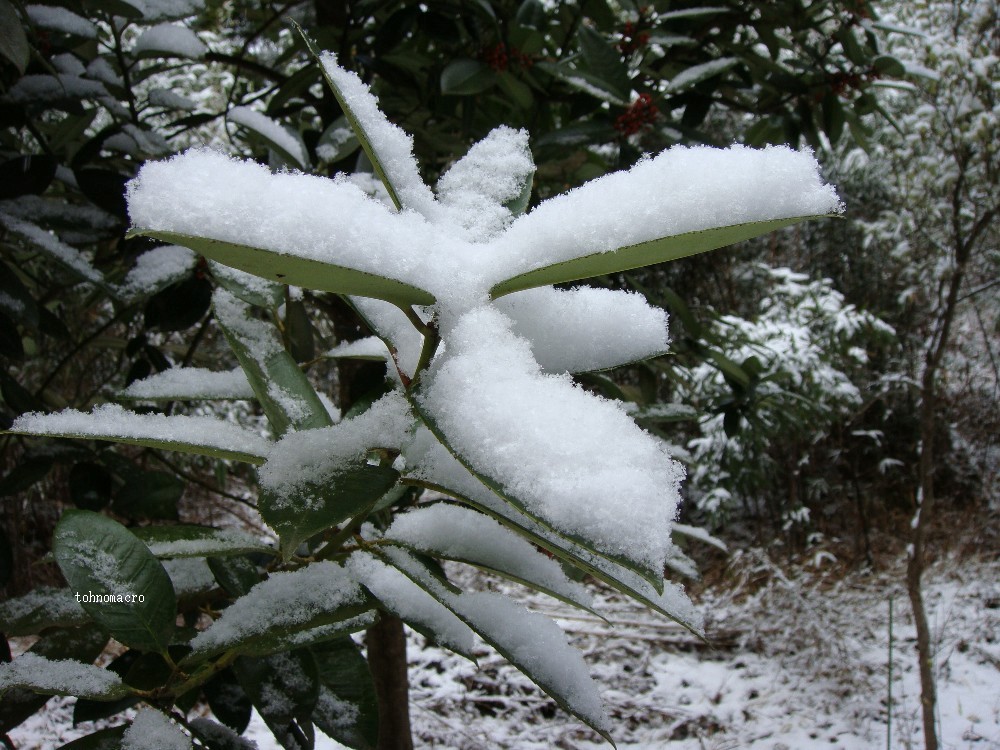 葉上の雪_f0173245_8315038.jpg