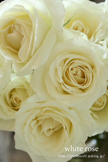 white roses_d0124248_17355974.jpg