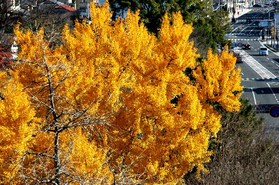 　　和歌山城公園にて_b0093754_23582938.jpg