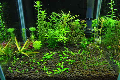 プラチナソイル ナチュラル プロダクト2週目 Aqualiving