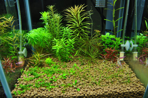 プラチナソイル ナチュラル プロダクト2週目 Aqualiving