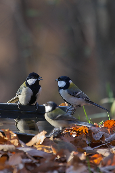 鳥天使 ＊ シジュウカラのティータイム_e0166574_162055.jpg