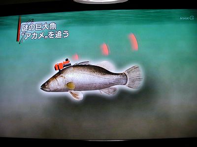 謎の巨大魚「アカメ」を追う : すいすいストリーマー