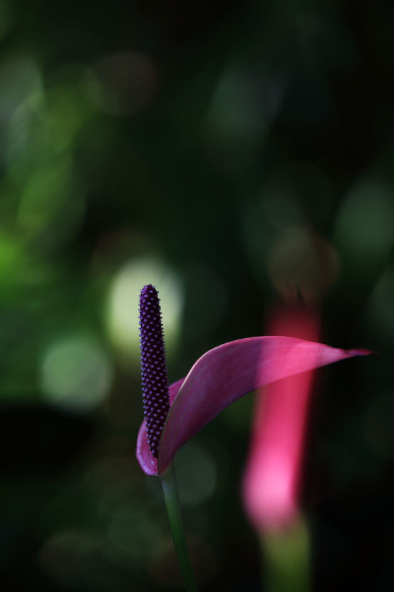 f0195893_1737018.jpg