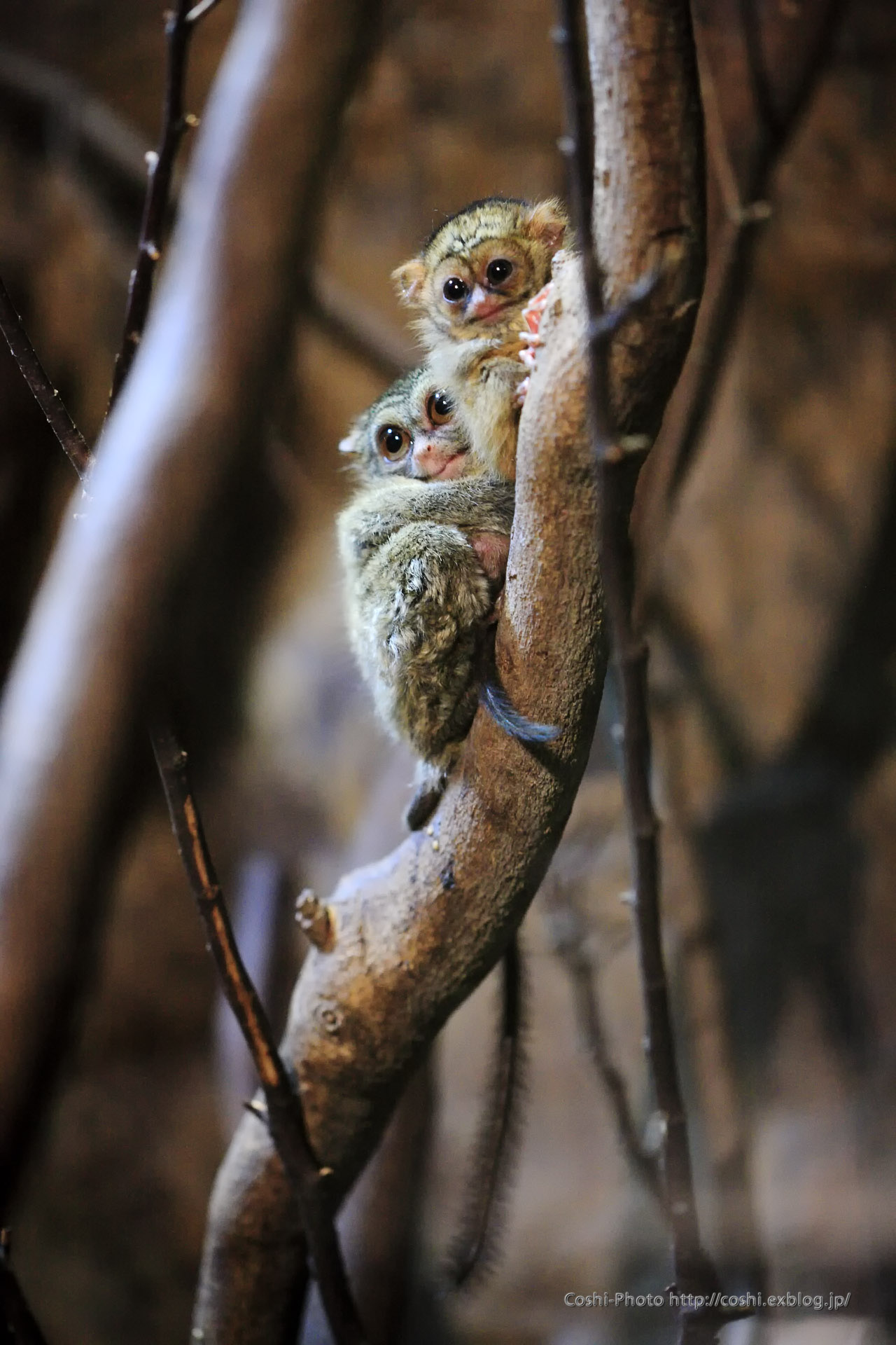 上野動物園西園・小獣館でスラウェシメガネザルの赤ちゃん♪_a0110096_11572179.jpg