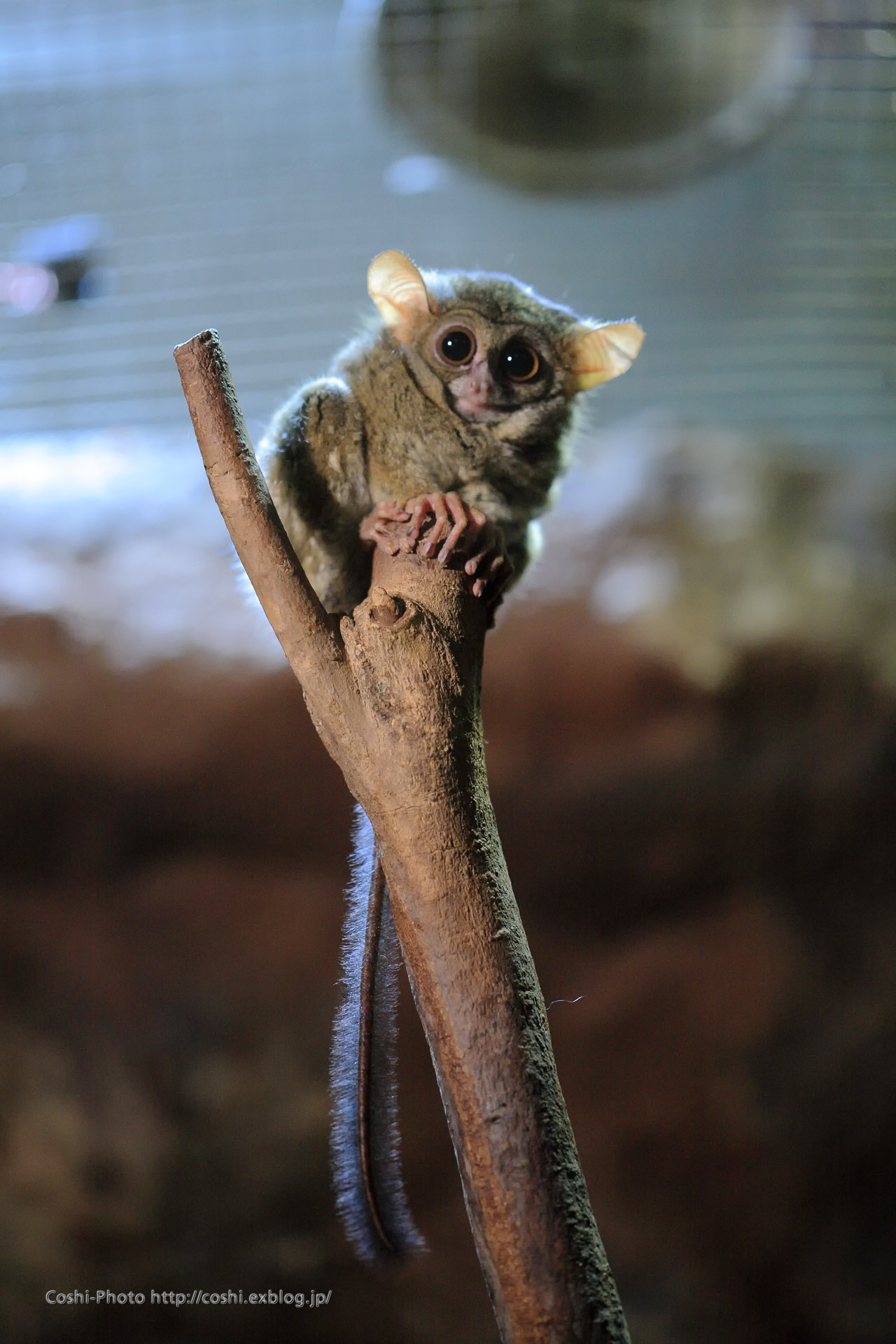 上野動物園西園・小獣館でスラウェシメガネザルの赤ちゃん♪_a0110096_115912.jpg