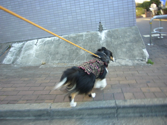 e0130008_1745579.jpg