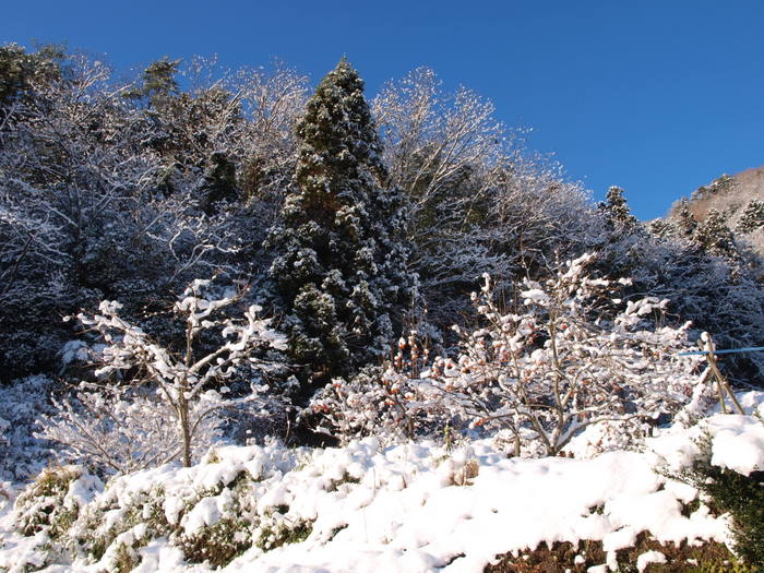 今朝の雪景色　その４_c0116915_18263021.jpg