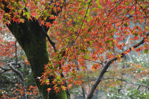 c0093046_7561598.gif
