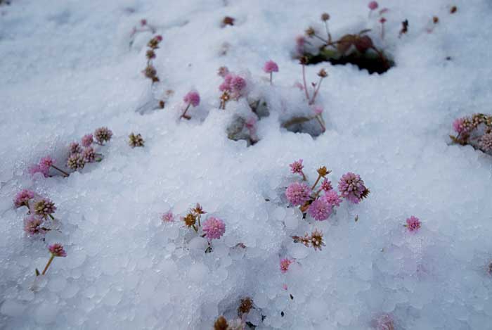 09.12.18「ピンクの初雪」_c0085877_649371.jpg