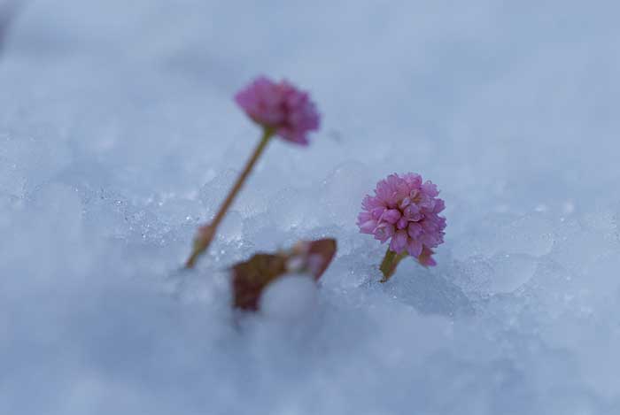 09.12.18「ピンクの初雪」_c0085877_6495593.jpg