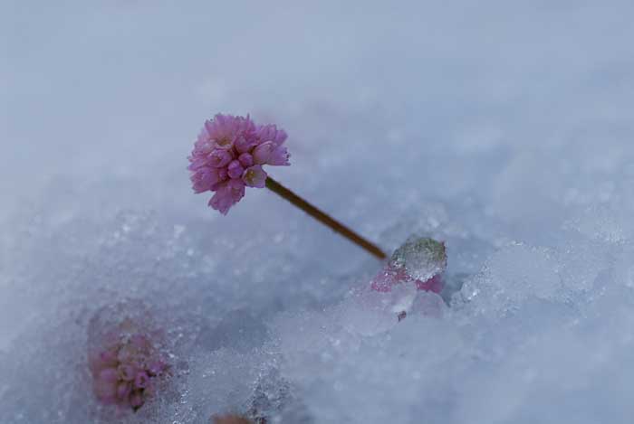 09.12.18「ピンクの初雪」_c0085877_650391.jpg