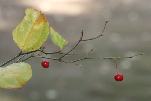 冬の里山　：　木の実・草の実たち_c0144185_10333134.jpg