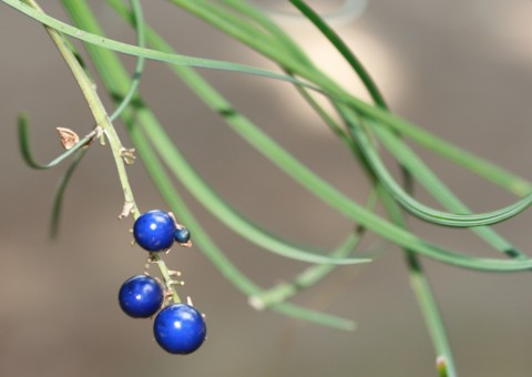 冬の里山　：　木の実・草の実たち_c0144185_10415313.jpg