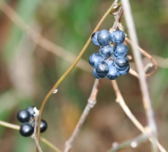 冬の里山　：　木の実・草の実たち_c0144185_1113662.jpg