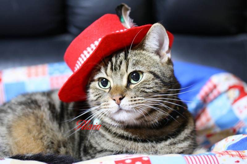 手作り帽子 ｗａｋｏさんちの猫たち ｔａｋｅ ｉｔ ｅａｓｙ