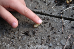 コガネムシ幼虫 世話要らずの庭 コガネムシ幼虫 世話要らずの庭