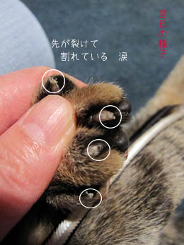 爪が茶筅のようになる_e0156015_1571361.jpg