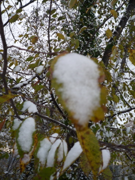 雪が積もりました_d0136540_22504393.jpg