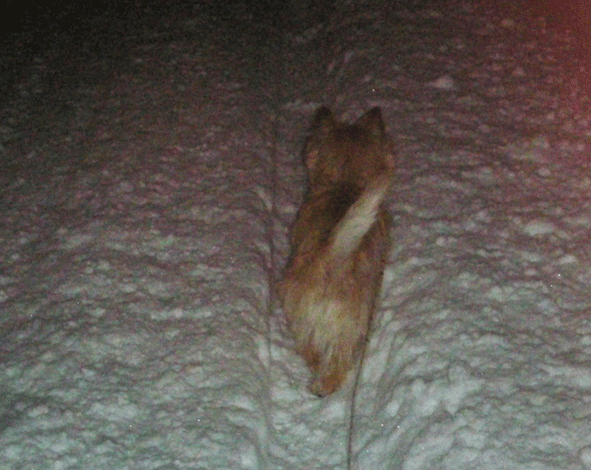 c0147548_11522351.gif