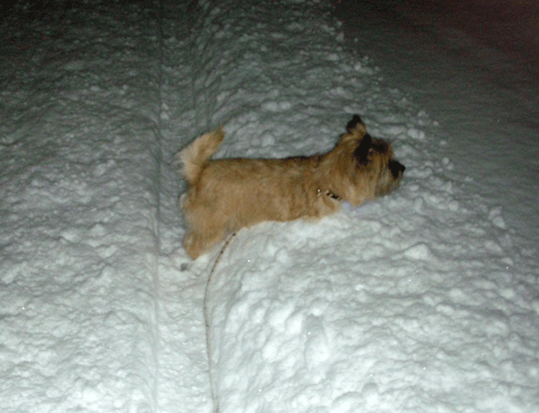 c0147548_11555298.gif