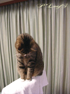 c0176651_18111166.gif