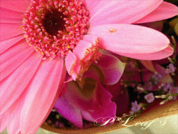c0176651_188893.gif