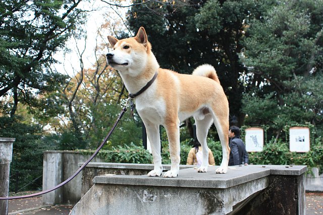 クリスマス犬がやってきた♪　(横浜散歩･３)_f0171559_012854.jpg