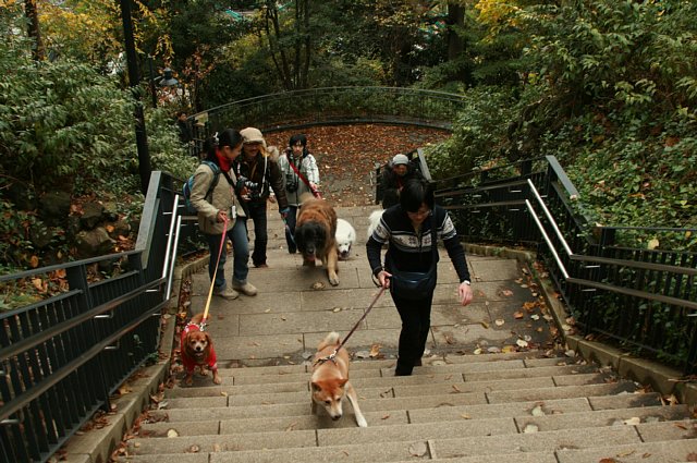 クリスマス犬がやってきた♪　(横浜散歩･３)_f0171559_065296.jpg