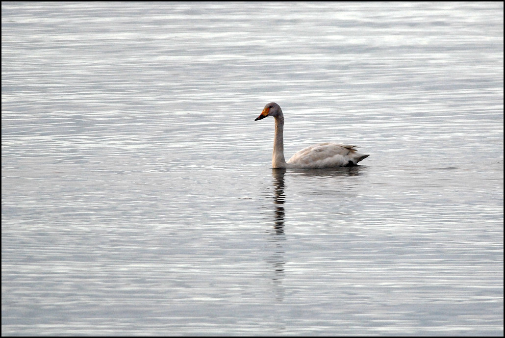 白鳥のいる湖_c0198669_1830561.jpg