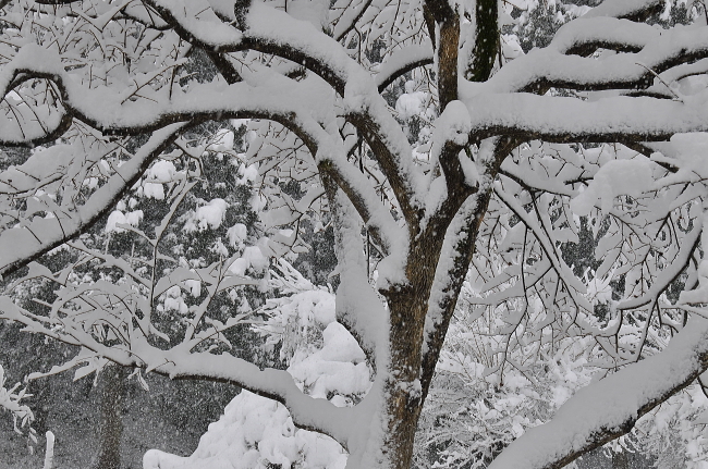 雪で冬眠_c0187876_1132365.jpg