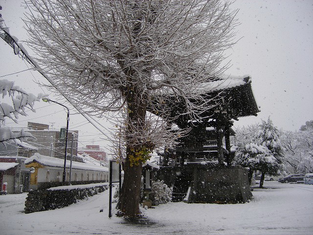 岐阜西別院の雪風景_d0054276_19281580.jpg