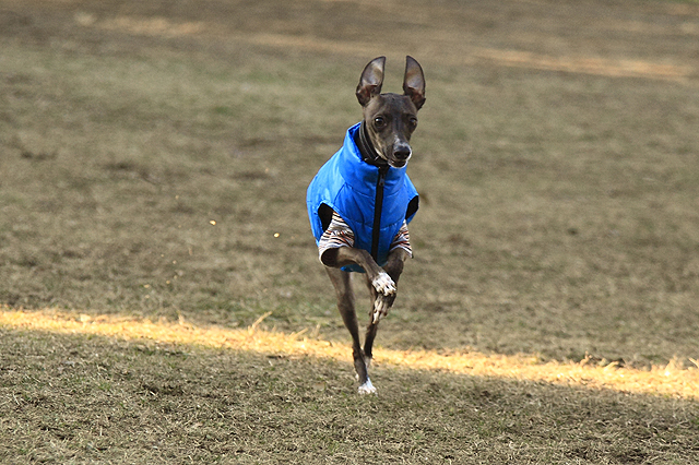 帰ってきた宇宙犬_e0025779_22543181.jpg