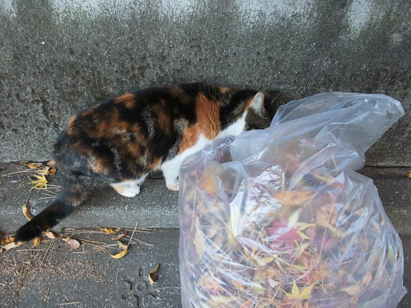 猫日常_f0033381_1857799.jpg