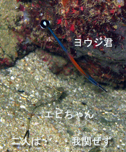 いでよピピ島!_f0144385_21542168.jpg