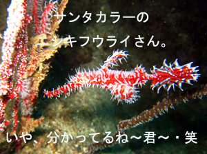 いでよピピ島!_f0144385_21545836.jpg