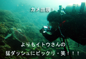 いでよピピ島!_f0144385_21574455.jpg