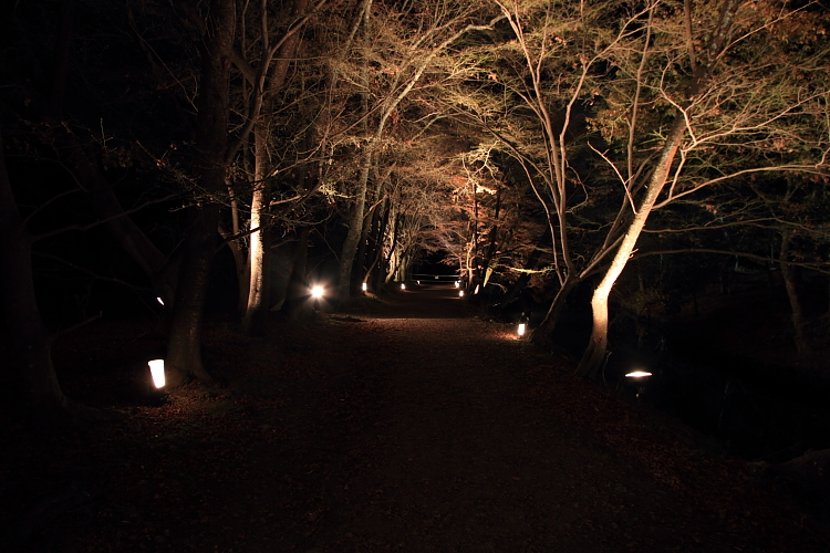 嵐山花灯路 -大覚寺・大沢池-_e0051888_22354652.jpg