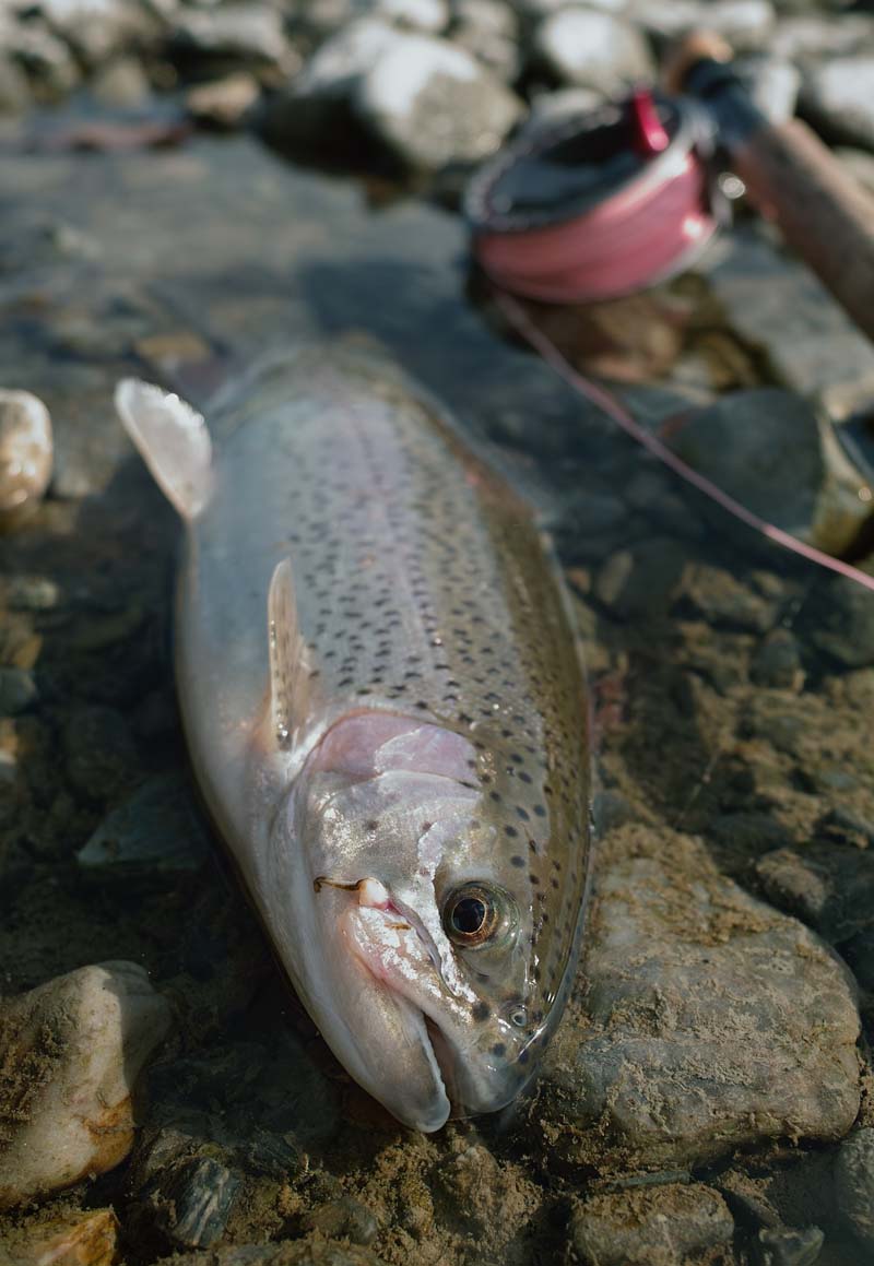 荒川冬期ニジマス釣場 2009_c0095801_17305483.jpg