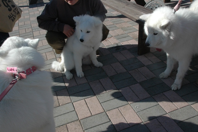 e0018604_1528312.jpg