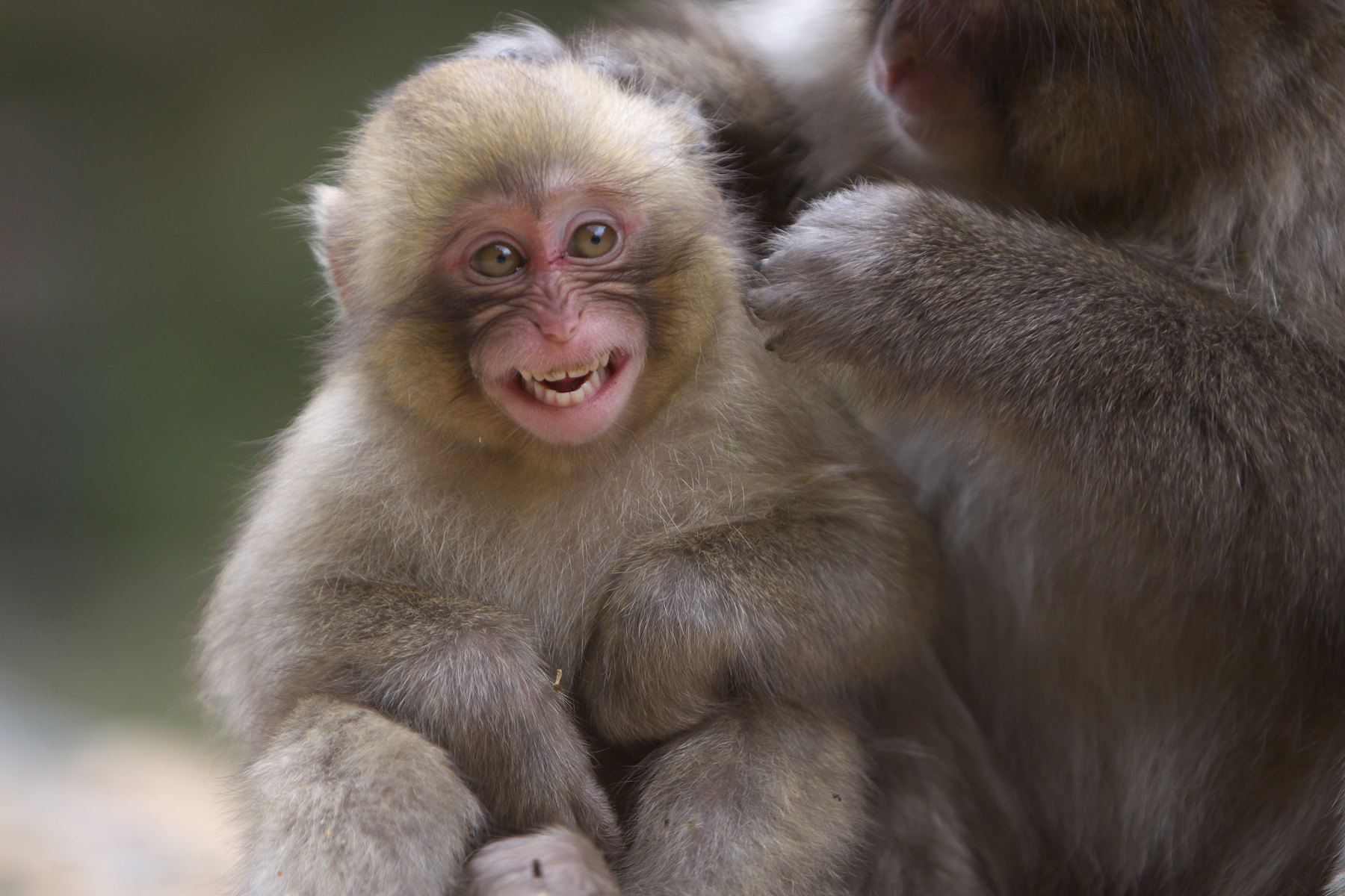 Happy Time ニホンザル Japanese Macque Happy Time ニホンザル Japanese Macque