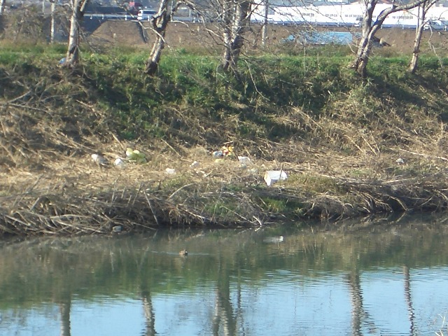 「春のお花見ウォーク」に向けた沼川、滝川の遊歩道整備_f0141310_23155422.jpg