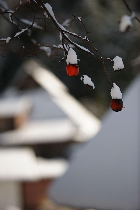 雪の美山茅葺きの里 其の二_f0032011_191054.jpg