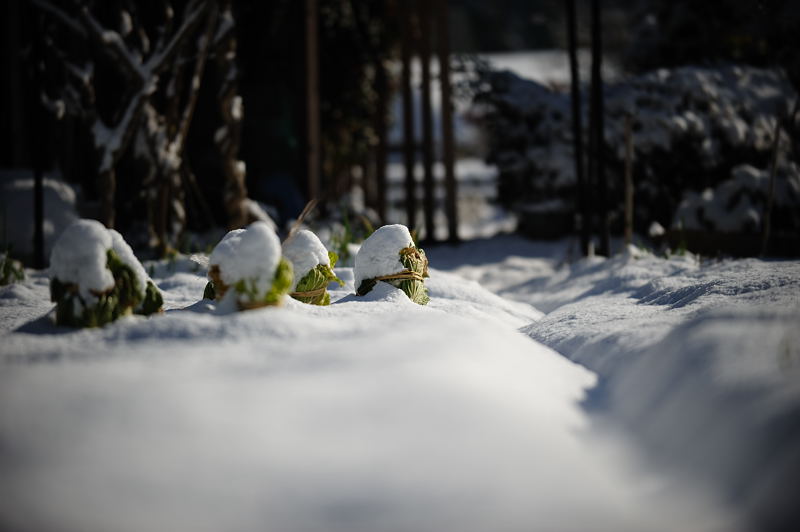 雪の美山茅葺きの里 其の二_f0032011_1995695.jpg