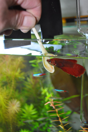 ソフナイザー開通式（肉声入り） : ネイチャーアクアリウム的生活