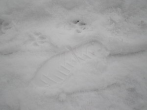 c0124619_21411512.jpg