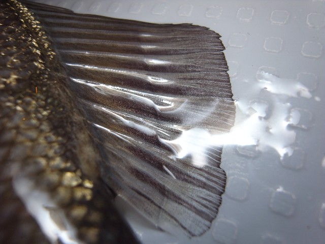 c0153951_14484862.jpg